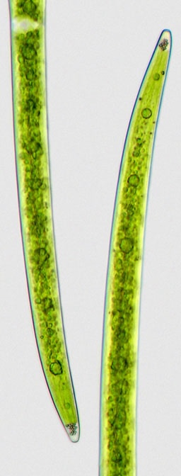 Closterium praelongum